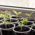thumbnail image 5 of Paquete de 40 Macetas de Vivero Transparentes de 5,7 Pulgadas para Plantas: Macetas para PláNtulas con Almacenamiento de Agua, 5 of 5