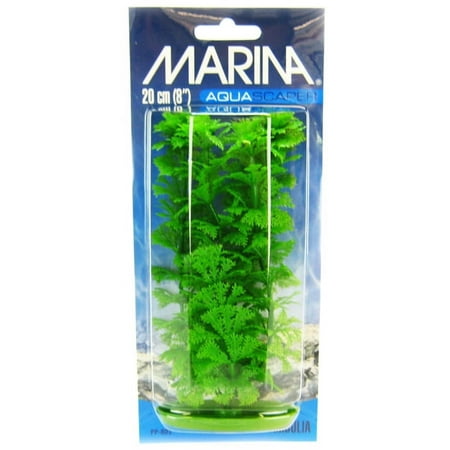 Marina Ambulia Aquarium Plant 8\" High