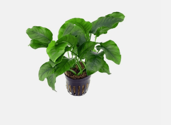 Anubias Barteri – Live Freshwater Aquarium Plant for Fish Tanks & Aquascaping - Large (4-6 Inches)