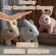 thumbnail image 3 of Interactive Plush Electric Rabbit Toy By Hopping Bunny, 3 of 5