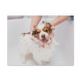 thumbnail image 2 of Funny Australian Shephard Bathee Canvas Wall Art for Home Decor Ready-to-Hang, 2 of 6
