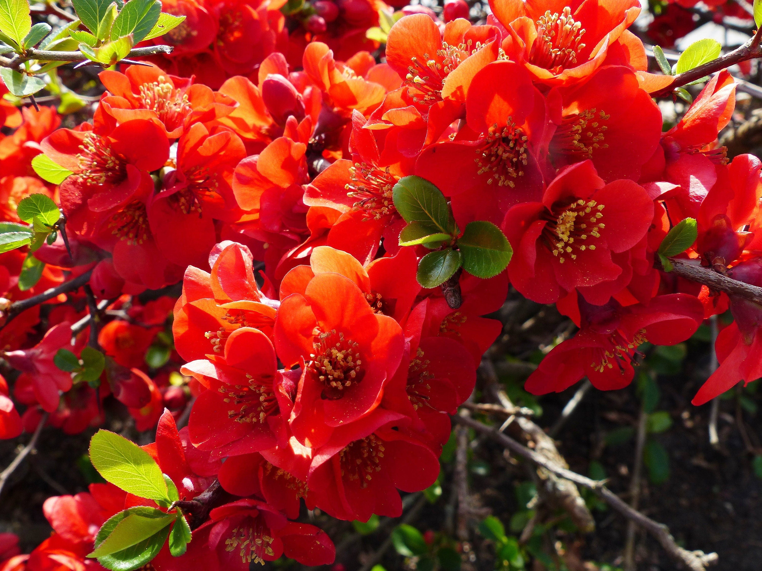 20 Red Flowering DWARF QUINCE Shrub Fruit Chaenomeles Japonica Scarlet