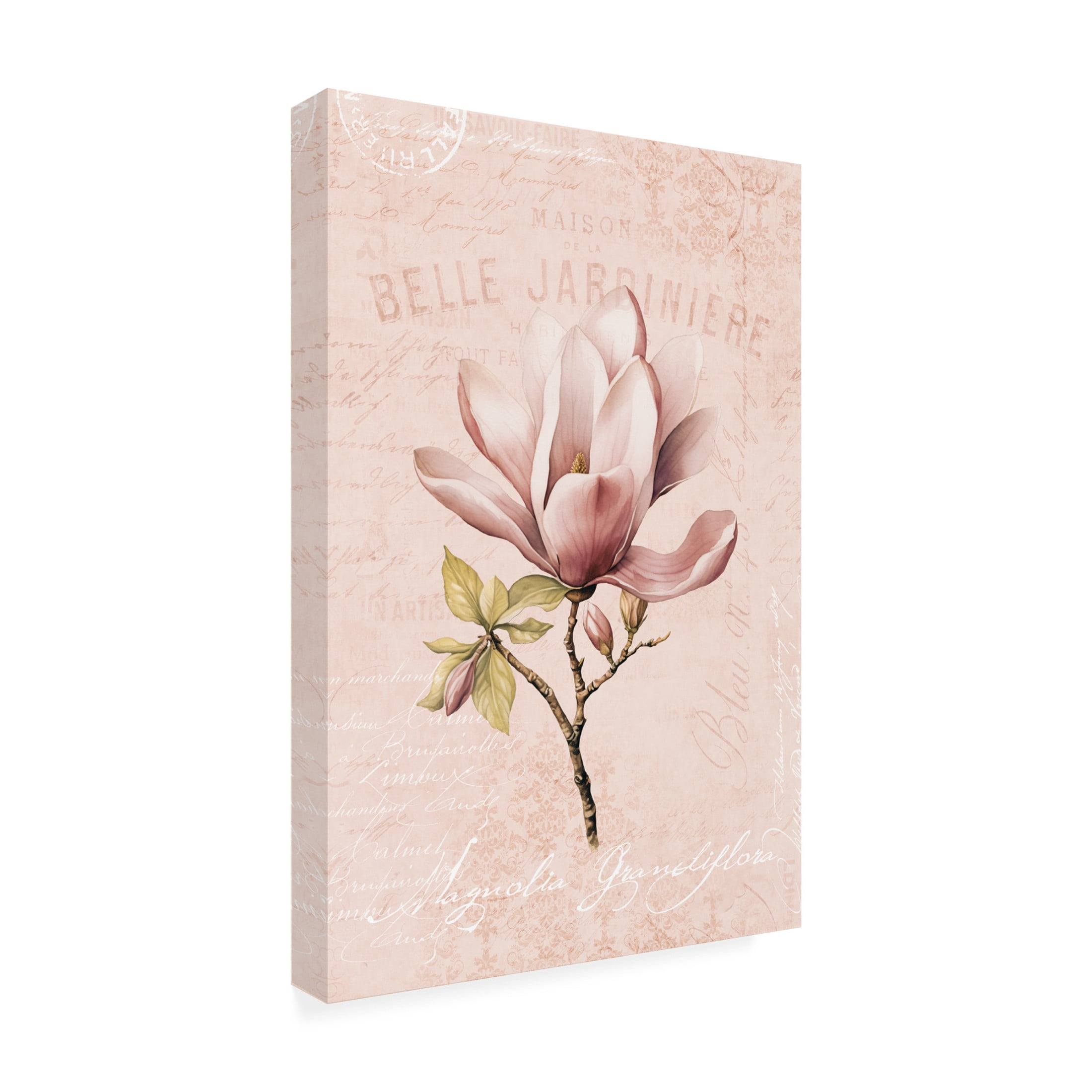 Trademark Fine Art Andrea Haase Magnolia Blush No2 Canvas Wall Art