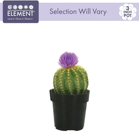 Element Live Plant Assorted Cacti with Deco Flower in 3in Pot