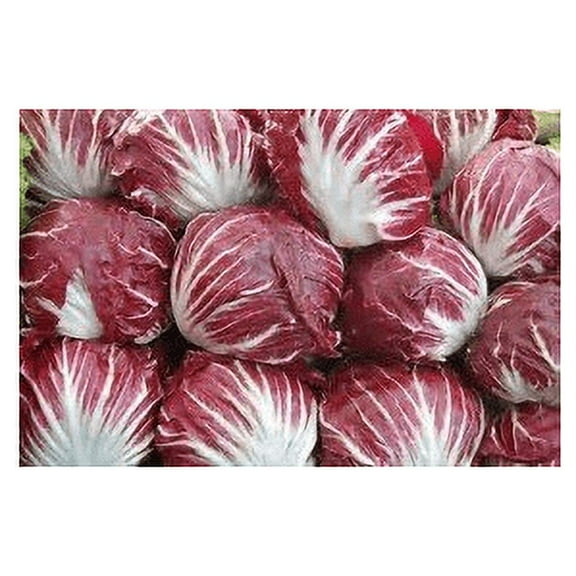 Chicory Raddichio Red Verona Great Heirloom Vegetable by Seed Kingdom Bulk 1/4 Lb Seeds