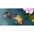thumbnail image 1 of Colibri Photo License Plaque, 1 of 1
