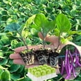 thumbnail image 7 of 5Pcs Reusable Seed Starter Trays Kit (60 Cells in Total), Silicone Seedling Starter Trays for Starting Plant Seeds, Indoor Gardening Plant Germination Tray, 7 of 7