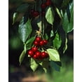 thumbnail image 2 of Terrill, Steve 15x18 White Modern Wood Framed Museum Art Print Titled - OR, Mosier Bing cherries ready for picking, 2 of 4