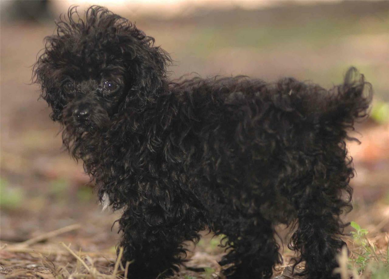 Cute Black Poodle Dogs Puppy Puppies Yorkie Cool12 Inch