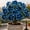 b, variant on Desert Rose-Easy Grow-Low Maintenance-Ideal for Beds Borders,Plant Pots & Planters