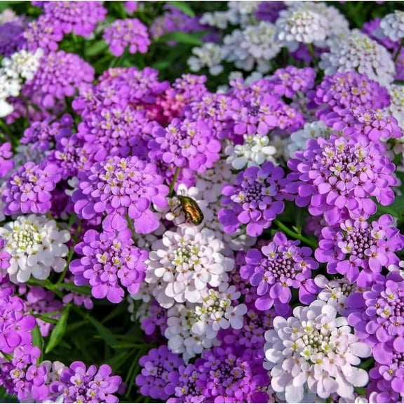 Candytuft Wildflower Seeds for Planting - Excellent Ground Cover Plant (100 Seeds)