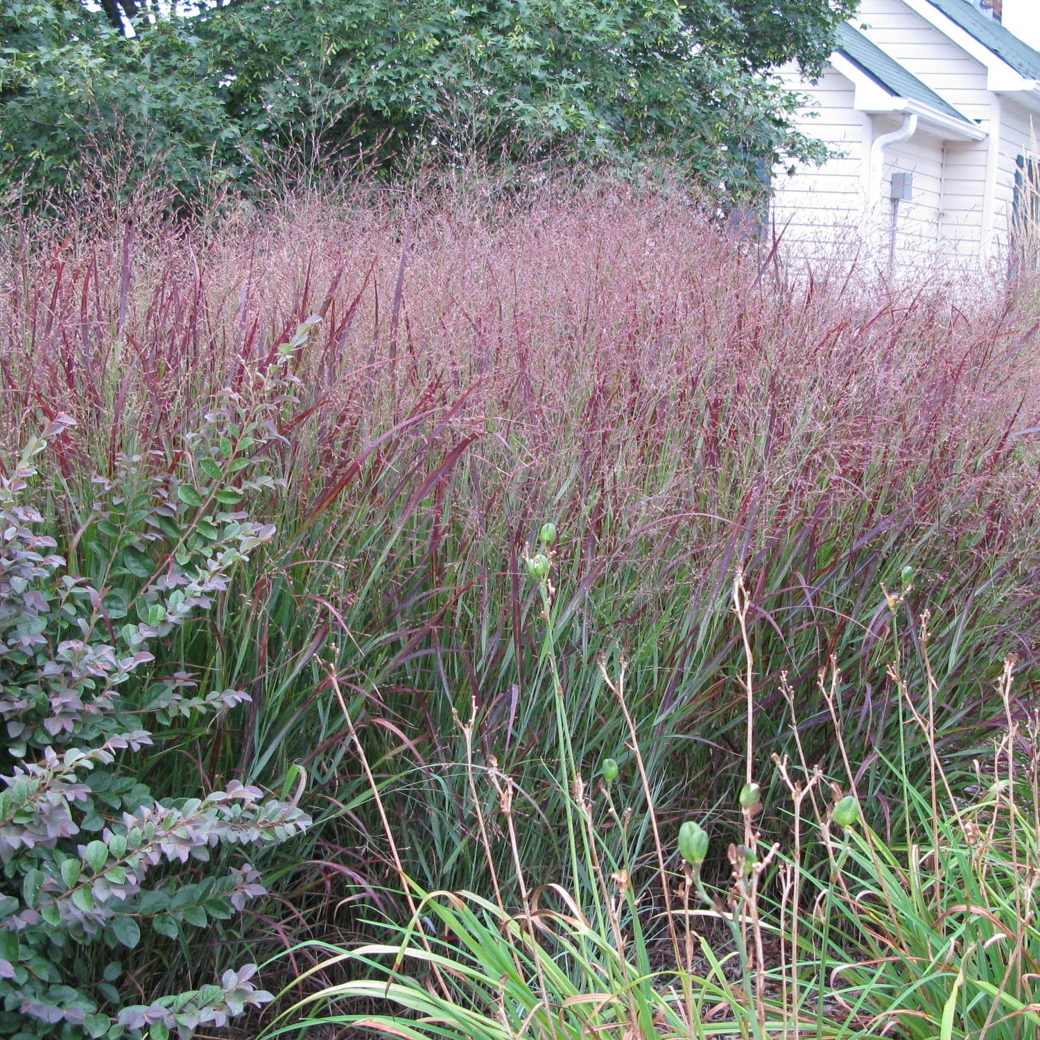 Van Zyverden Ornamental Grass Red Switch Grass One 3.25" Potted Plant Red Partial Sun Ornamental/Decorative 1 lb