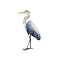 thumbnail image 2 of Art.com Seabird Heron I Art Print by Grace Popp, 12" x 18", 2 of 4