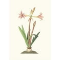 thumbnail image 3 of Priscilla Susan Bury 18x24 Black Modern Framed Museum Art Print Titled - Amaryllis Vittata (Smaller) (1834), 3 of 5