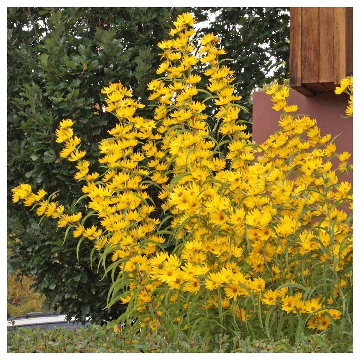 Everwilde Farms - 1 lb Maximilian Sunflower Native Wildflower Seeds - Gold Vault Bulk Seed Packet