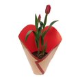 thumbnail image 4 of Tulipán en maceta 6 pulgadas, 4 of 4