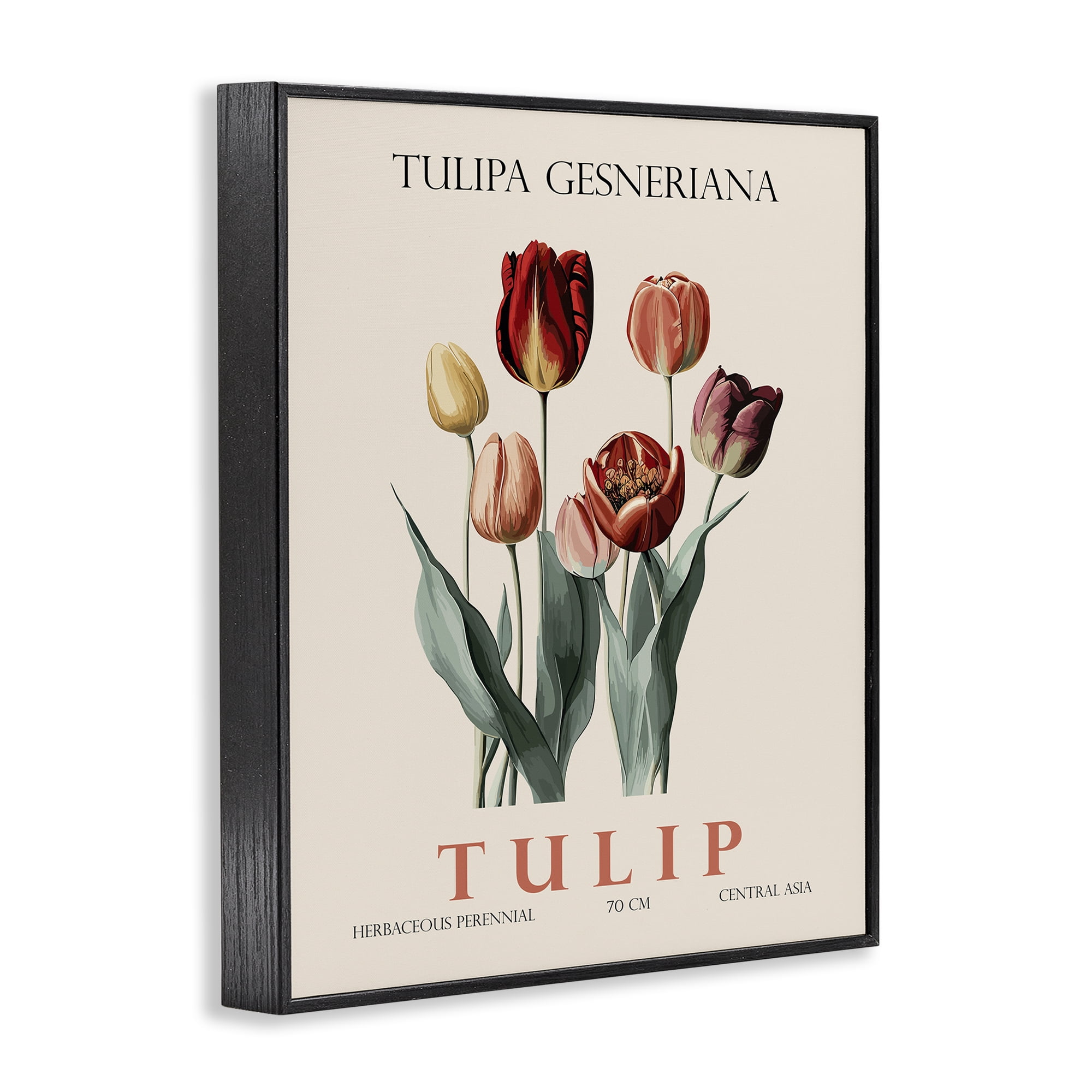 Stupell Industries Natural Tulip Bundle Black Framed Giclee Art, design by Christopher Giampietro