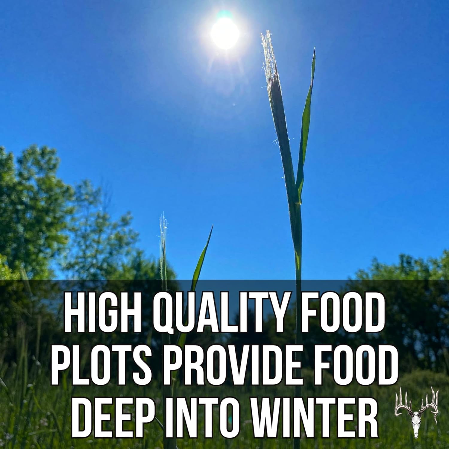Crooked Bend Last Resort Blend, 25 LB Bulk Winter Food Plot Seed for Deer, Cereal Grain Rye, Wheat, Barley, Triticale & Oat Seeds Grow Whitetail & Turkey Attractants & Cold Hardy Hunting Plots