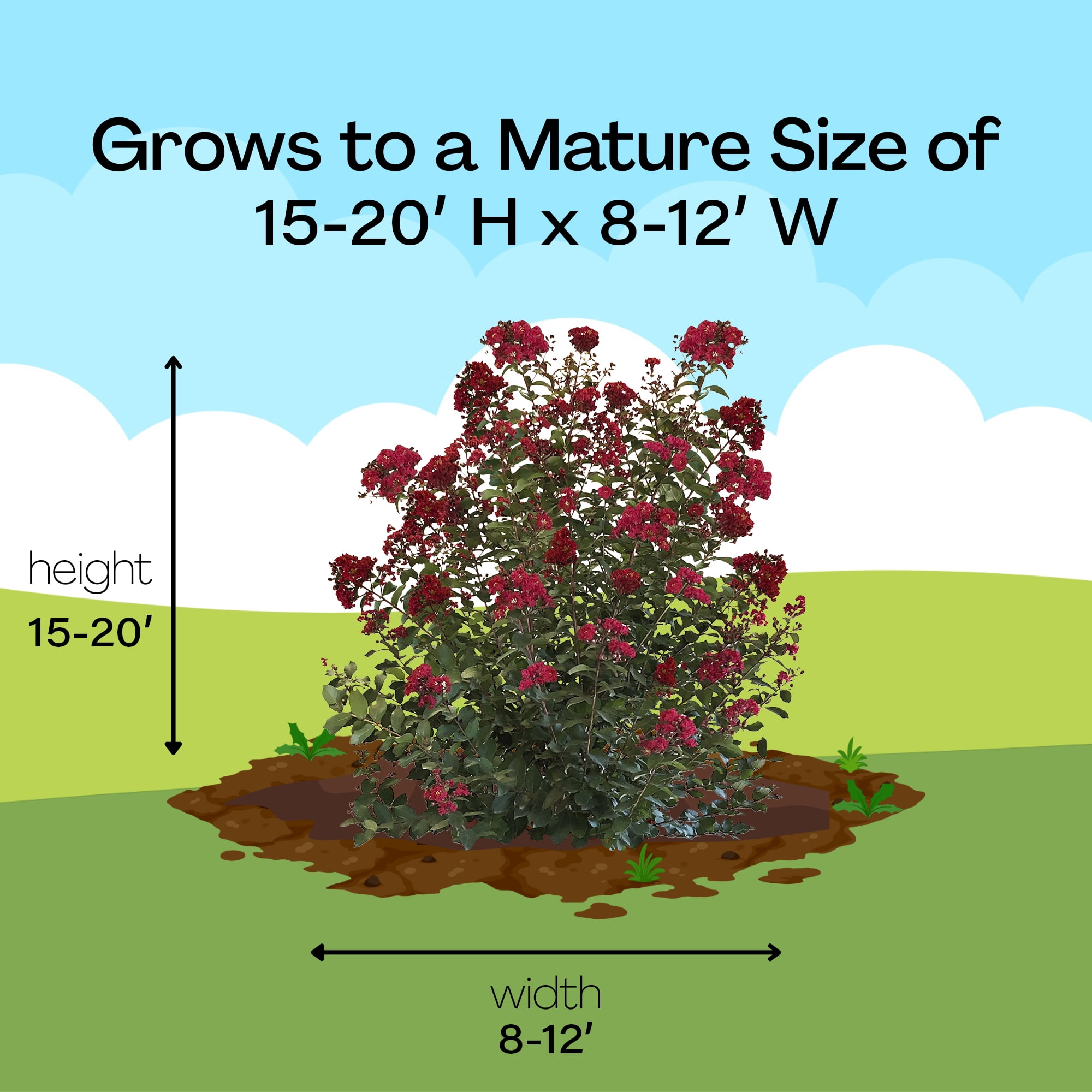Southern Living Crape Myrtle Colorama Scarlet Live Shrub in 5-Gallon Grower