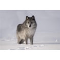 thumbnail image 1 of Posterazzi DPI1844765 Loup dans la Neige Affiche Imprimée, 17 x 11, 1 of 1