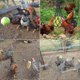 thumbnail image 2 of Chicken Vegetable Bag Fruit Treat Snack Holder Hanging Feeder Coop Feeding Tool for Hens Goose Duck Large Birds, 2 pcs Net Bags, 2 of 4