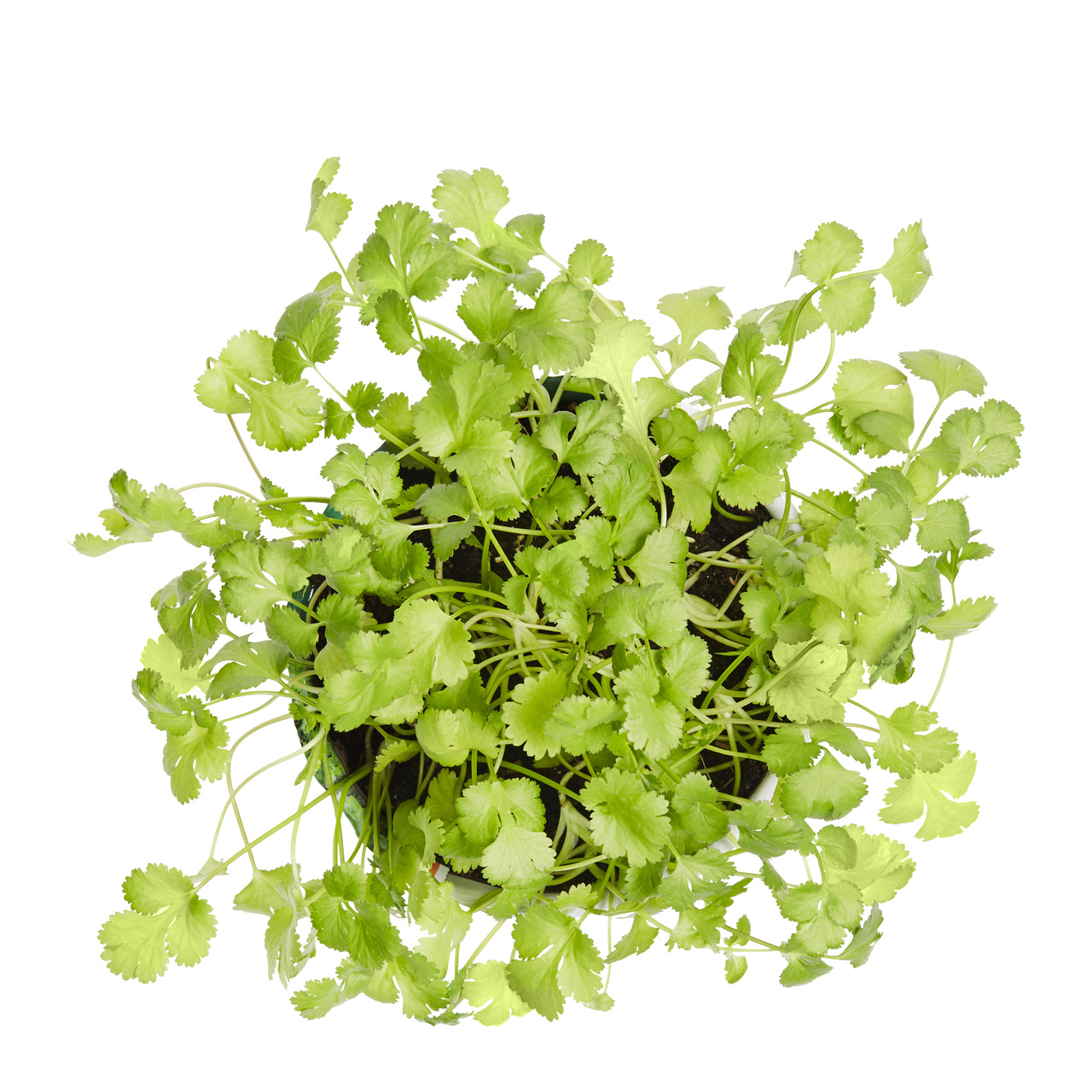 Expert Gardener 1PT Cilantro Live Edible Plant Sun 6-Pack