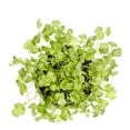 thumbnail image 6 of Expert Gardener 1PT Cilantro Live Edible Plant Sun 6-Pack, 6 of 7