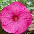 thumbnail image 5 of Rose Hibiscus Plants Live, 5-9" Tall, Hardy Hibiscus Tree Live Plant, Hibiscus Flowers Plant, 5 of 5