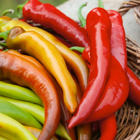 Mexican Sunset F1 Hybrid AAS Hot Pepper Seeds - 300 Mg Packet ~40 Seeds - Non-GMO, F1 Hybrid - Vegetable Garden - Capsicum annuum