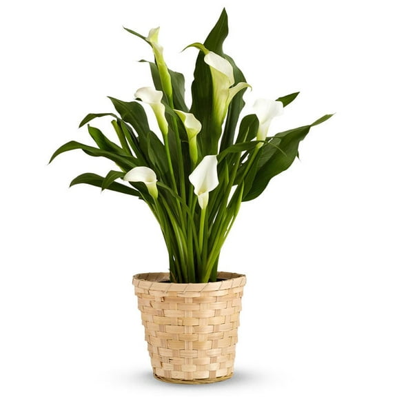 From You Flowers - White Calla Lily Potted Plant for Birthday, Anniversary, Get Well, Congratulations, Thank You, All Occasions