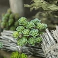 thumbnail image 4 of Landscape Simulation 24 Heads Succulents Home Decoration Fake Plants, 4 of 9