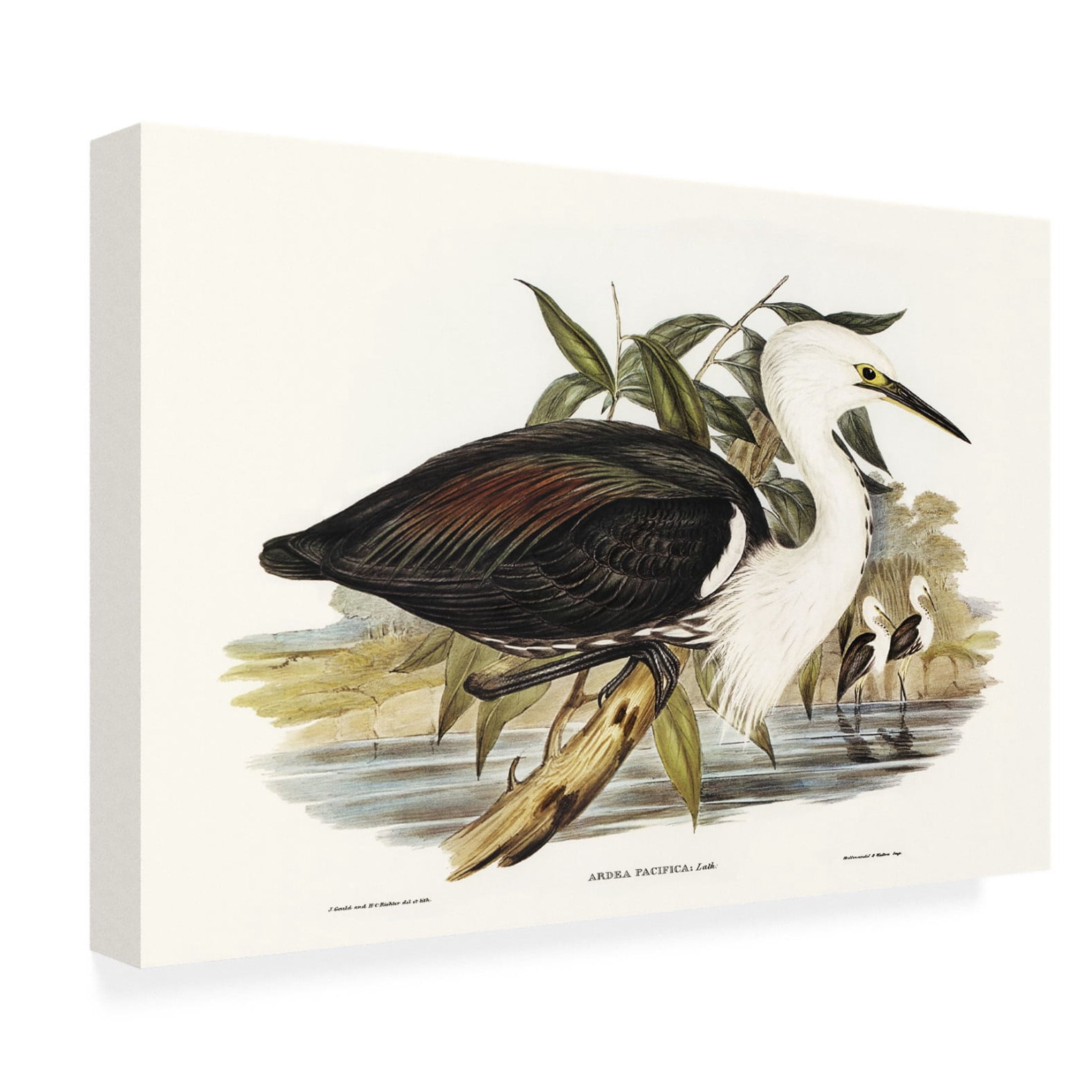 Trademark Fine Art Elizabeth Gould  Majestic Waterbird V Canvas Wall Art