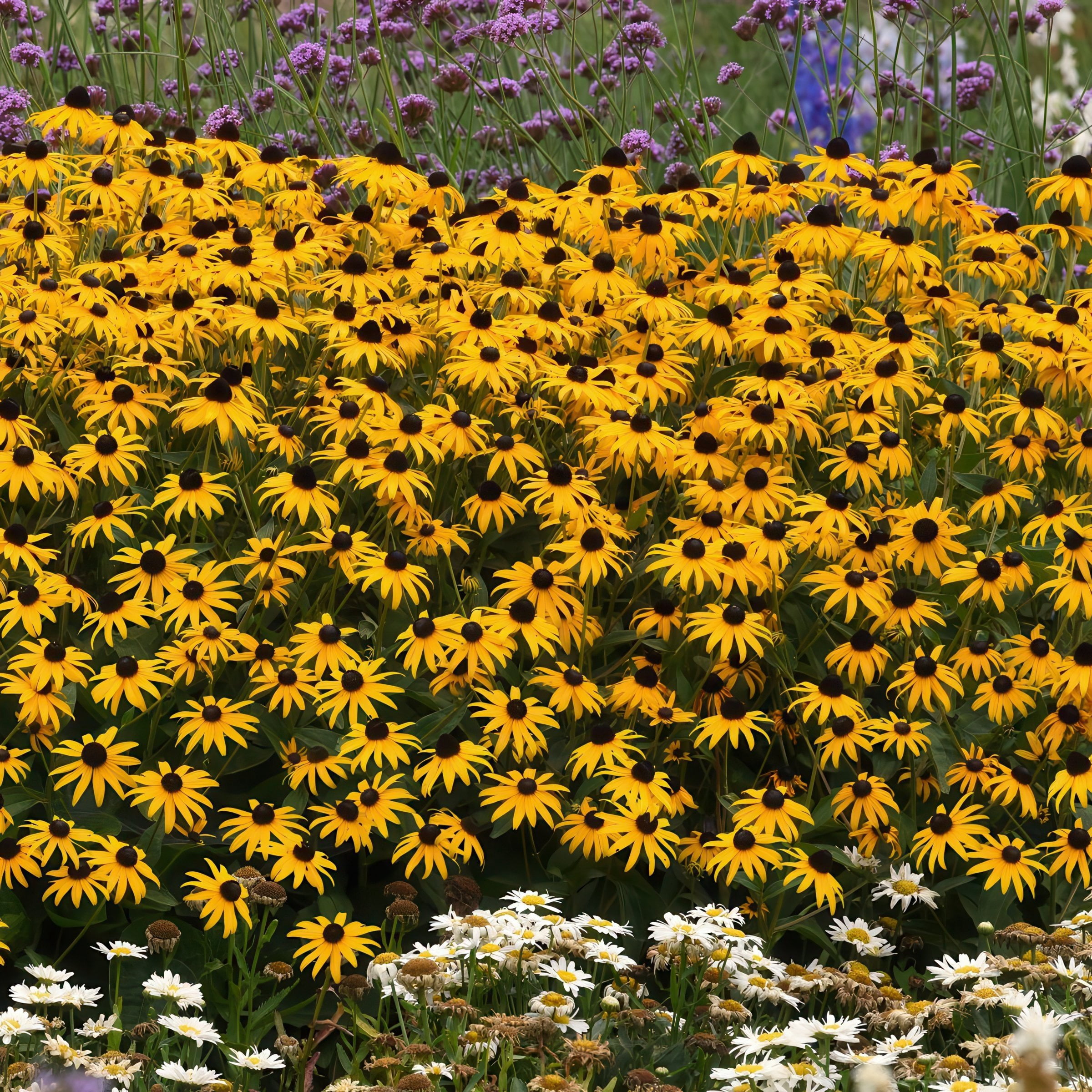 National Plant Network 1 gal. Black Eyed Susan Goldsturm Perennial Plant (8-Pack)