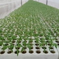 thumbnail image 2 of Bouchons de Démarrage de Racines Laine de Roche 40 Pcs 0.8X0.8X1.2In, 2 of 7