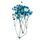 thumbnail image 3 of Flor seca Cielo estreldo Macarena Flores secas prensadas naturales, 3 of 8