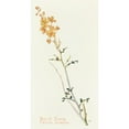 thumbnail image 2 of Margaret Armstrong 15x24 Gold Ornate Framed and Double Matted Museum Art Print Titled - Desert Senna (1915), 2 of 4