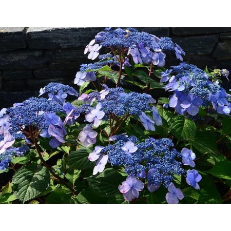 RedCrocus Twist-n-Shout Bigleaf Lacecap Hydrangea- Vibrant Garden Shrub with Variegated Foliage, Pollinator Attractant, Container Friendly, Borders & Foundation Planting 10 Gallon