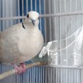 thumbnail image 1 of HAMPPLIES 1Jgo Bañera Colgante Transparente Para Pájaros Con Función De Ducha Y Alimentador Multipropósito, 1 of 8