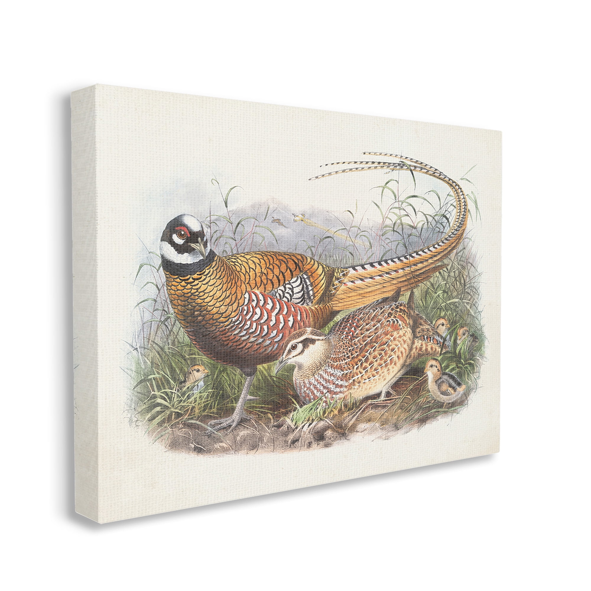 Stupell Industries Pheasant Family in Nature Animals & Insects Painting Gallery Wrapped Canvas Art Print Wall Art, 48 x 36