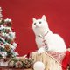 thumbnail image 4 of Pajarita para mascotas, para perros y gatos, bonito regalo de Navidad para cachorros y gatitos., 4 of 5