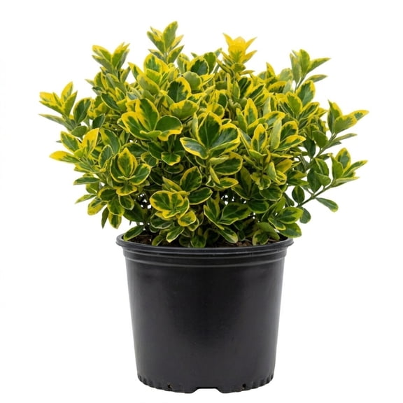 Expert Gardener Golden Euonymus (2.5 Gallon) Green and Yellow Variegated Evergreen Shrub - Full Sun to Part Shade Live Outdoor Plant