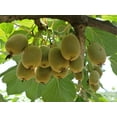 thumbnail image 3 of CZ Grain 50 Fresh Edible Fruit Kiwi Tree Plant Seeds, 3 of 3