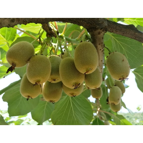 CZ Grain 50 Seeds Kiwi Actinidia chinensis Seeds