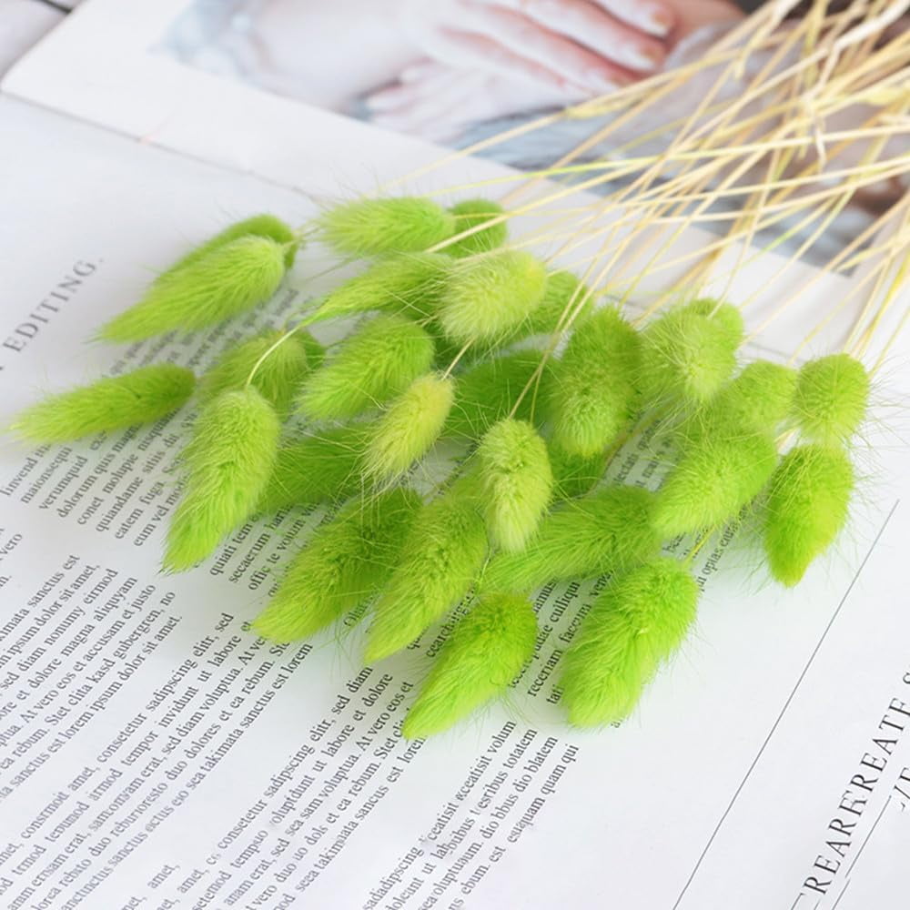 Natural Dried Bunny Tail Grass Real Flower Eternal Flower Lagurus Ovatus Dry Grass Dried Flowers Pampas Grass Bouquet Rabbit Tail Grass Stems forHome Decor and Fall Theme Decorati(7"/White)