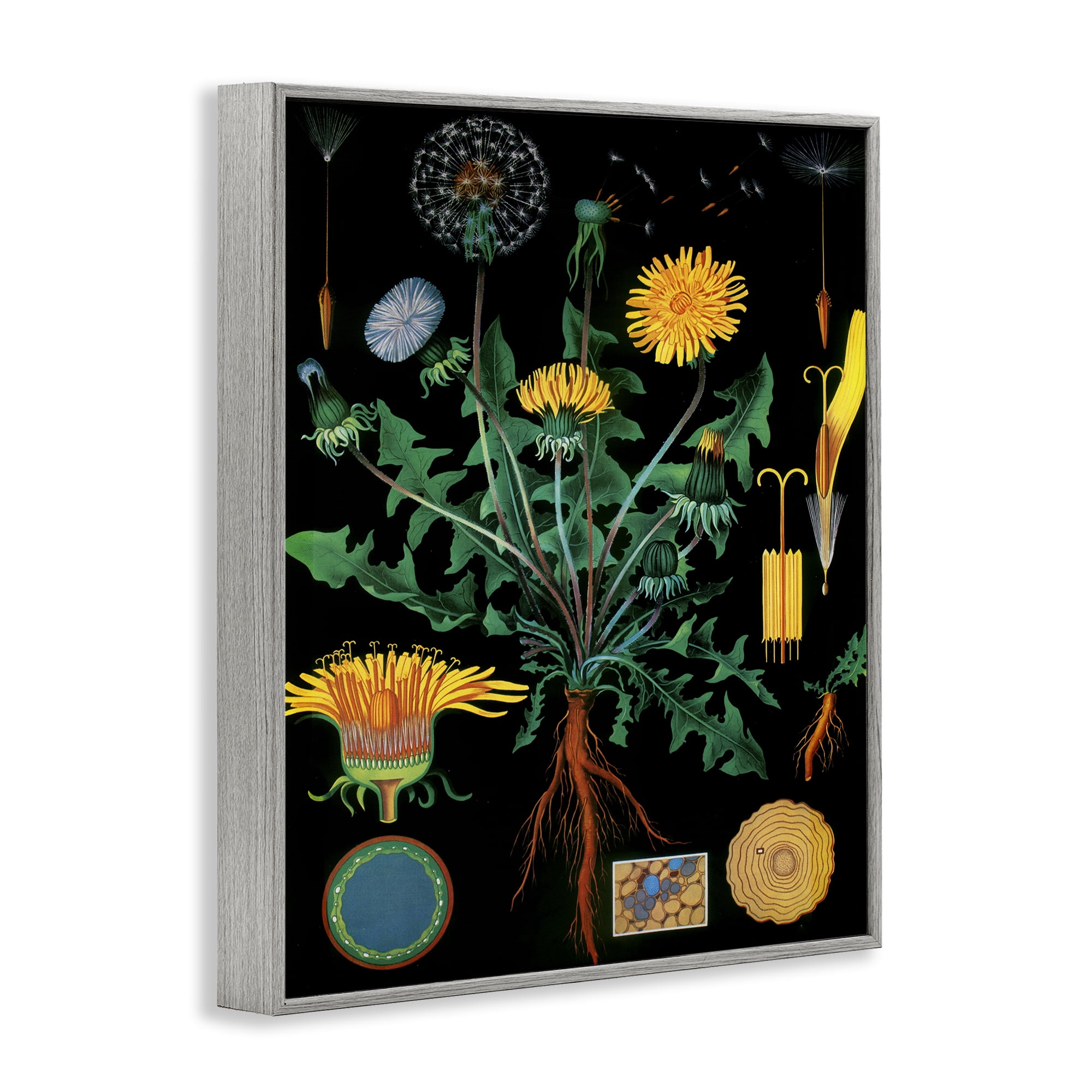 Stupell Industries Dandelion Botanical Illustration Gray Framed Giclee Art, design by Vintage Hustle