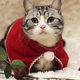 thumbnail image 2 of Disfraz de gato, tocado, capa navideña para mascota, adorable conjunto de corona para gato, perro (talla L), 2 of 7