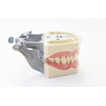 thumbnail image 2 of Tipodonto dental Plutusdental modelo 200 con dientes removibles, 2 of 2