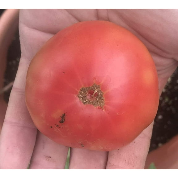 Artic Rose Heirloom Dwarf Tomato Premium Seeds Packet