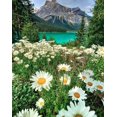 thumbnail image 1 of Daisy Flowers - DIY Diamond Painting, 1 of 6