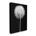 thumbnail image 3 of Stupell Industries Modern Fluffy Dandelion Stem Black & White Photography Canvas Wall Art, 36 x 48, Design by Jadei Graphics, 3 of 5